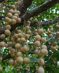 Jobe's organic fruit & citrus fertilizer; Instagram Post By Safak Aug 21 2020 At 8 09am Utc Fruit Trees Fruit Trees For Sale Fruit