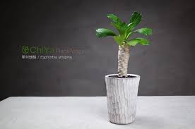 單刺麒麟 euphorbia unispina cement basin plant cactus succulents euphorbia cactus and succulents succulents