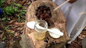 Cara awal ialah mencari kelompok madu kelulut terlebih dahulu untuk dibudidayakan, suatu kelompok madu kelulut dapat dijumpai di atap rumah di area pegunungan, lubang atau pohon, dsb. Kupu Kupu Lilin Kecil Dalam Sarang Kelulut By El Ilmy
