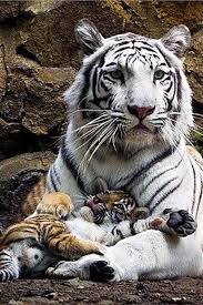 Beyaz Kaplan Ile Yavru Animals Animals Beautiful Cute Animals