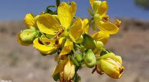 Image result for Senna hirsuta