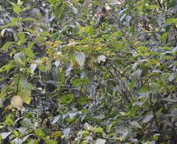 Image result for Afrostyrax lepidophyllus