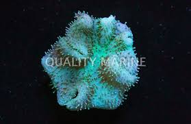 Image result for Afrosolen setifolius