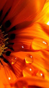 Orange Flower And Drop Join The Vip Club For Romantic Tips And Surprises Click Here Http Theromanticbox Us7 Orange Aesthetic Color Splash Orange Flowers