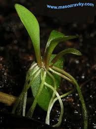 Image result for Genlisea