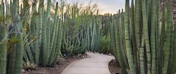 Lalbagh botanical garden is located at a distance of 38.8 km from kempegowda international airport in 4. Phoenix Arizona Valley Of The Sun Private Jet Charter