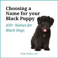 Minion— the cute little thing that is extremely obedient! Black Dog Names 450 Names For Black Dogs Happy Oodles