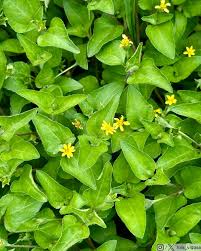 Image result for Calyptocarpus vialis