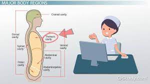 Thorax — le thorax des vertébrés représente la partie supérieure ou céphalique du tronc. Thorax Definition And Anatomy Video Lesson Transcript Study Com