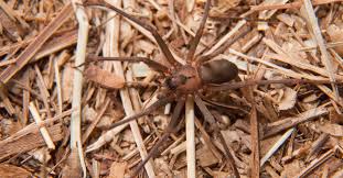 They produce harmful venom that may a brown recluse might not be brown, but tan. Brown Recluse Spider Bites On The Rise Here S What You Need To Know Elite Readers