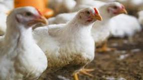 Comment monter un projet d'élevage de poulets de chair ?