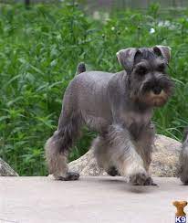 Pin By Mazie Molinaro On Making A Home Schnauzer Grooming Schnauzer Puppy Miniature Schnauzer