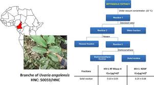 Image result for Uvaria angolensis