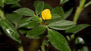 Image result for Stylosanthes fruticosa