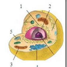 Mitokondria memiliki dua lapisan membran yaitu membran dalam dan membran luar. Soal Kunci Jawaban Struktur Sel Nabila 24