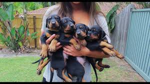 Free evaluations located in livingston texas on 10 acres by appointment only. Doberman Puppies Birth To 8 Weeks Old Youtube