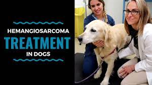 Early symptoms may include a soft or firm swelling under the skin, weight loss, bulging belly, lethargy, and decreased appetite. Hemangiosarcoma Treatment In Dogs Vlog 86 Youtube