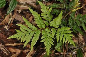 Image result for Ophioglossaceae