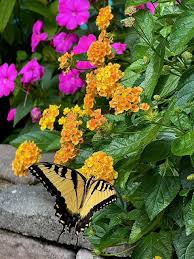 Image result for Lantana angolensis