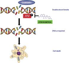 They can present a risk of theft, including digital attacks that hijack your account or physical robberies when using an atm in an insecure location. Synthesis And Characterization Of Quinoline 3 Carboxamide Derivatives As Inhibitors Of The Atm Kinase Current Topics In Medicinal Chemistry X Mol