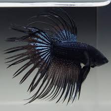 Live Betta Fish Male Black Orchid Crowntail Betta Fish Betta Fish