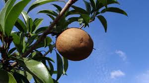 Hand holding brown color sapodilla or manilkara zapota or sapota or chikoo or naseberry or nispero fruit. Sapodilla How To Eat It What Does It Taste Like In The Kitchen With Matt