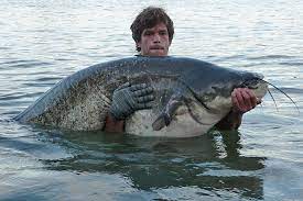 Maybe you would like to learn more about one of these? Europaischer Wels Waller Silurus Glanis Fischlexikon