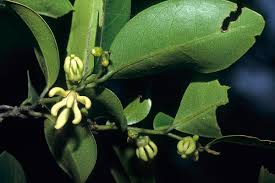 Image result for Artabotrys monteiroae