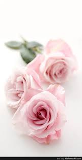 Pink Rose Iphone Wallpaper Http Wallpapersko Com Pink Rose Iphone Wallpaper Html Hd Pink Flowers Wallpaper Cute Flower Wallpapers Pink Flowers Background