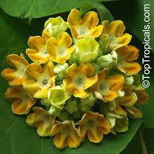 Image result for Telosma africana