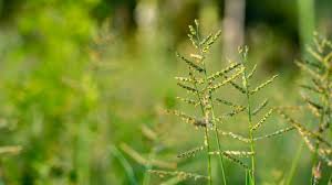 Image result for Digitaria calcarata