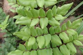 Image result for Cheilanthes viridis
