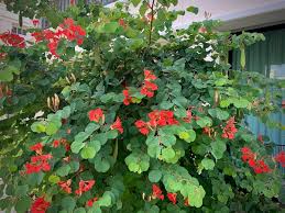 Image result for Bauhinia galpinii