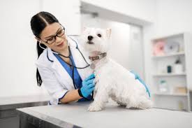 Check spelling or type a new query. What Happens When Dogs Eat Chocolate Tractive Blog