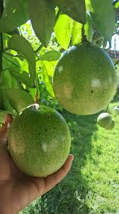 Boa tarde pessoal. A manjerona está crescendo pra cima, florindo bastante e  com folhas pequenas, é normal? Vocês tem dicas para cultivar ? Obrigada☺️