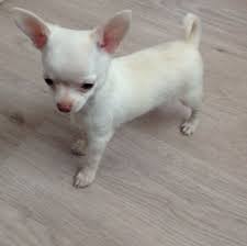 Kc Reg White Chihuahua Male Puppy Dumfries Dumfriesshire Pets4homes Chihuahua Puppies Teacup Chihuahua Puppies White Chihuahua