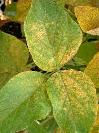 Kerry Pedley : USDA ARS