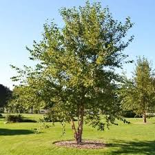 River Birch Trees For Sale Near Me Pin On Landscaping Plan