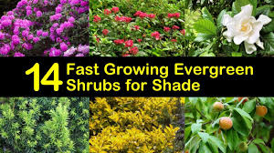 Wax myrtle shrubs can grow 5ft annually to a mature height of 25ft tall. 14 Beautiful Evergreen Shrubs That Excel In The Shade