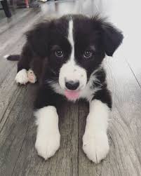 Constance M Sipes Adli Kullanicinin Kopek Panosundaki Pin 2020 Collie Puppies Kopek Turleri Border Collie