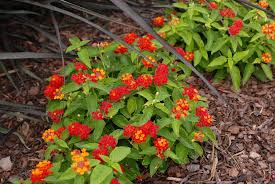 We did not find results for: Lantana Camara Common Lantana Lantana Red Sage Shrub Verbena Yellow Sage North Carolina Extension Gardener Plant Toolbox