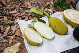 Sauté young jackfruit in onions and garlic for ten minutes, or until slightly golden. Pioneering The Jackfruit Food Craze And Bringing It To Our Plates
