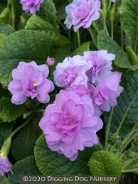 Image result for Primula