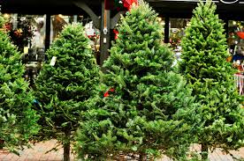 It is priced much closer to yellow pine, but offers the beauty, stability and finishing of doug fir (looks great paired with doug fir beams). Types Of Christmas Trees Explained Douglas Fir Balsam Fir More Thrillist