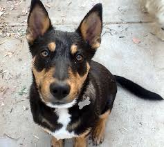 German Shepherd Pitbull Mix Black And Brown Pin By Stacie Bauer On Doggies Doberman Mix Rottweiler Mix Doberman Pinscher