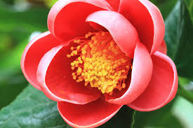 Camellia Flower Meaning Flower Meaning
