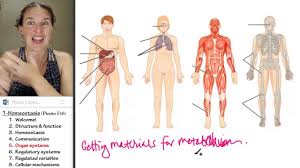 A muscular, immune, nervous, respiratory b nervous, respiratory, circulatory, skeletal c respiratory, endocrine, skeletal, circulatory d lymphatic, skeletal, respiratory, muscular Integration Of Systems Biology For Majors Ii