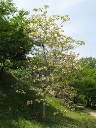 Image result for Vernicia