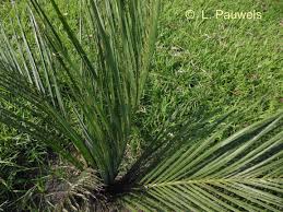 Image result for Coleotrype laurentii