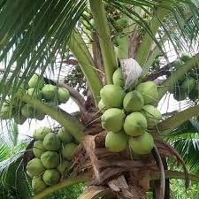 Video kali ini saya kongsikan cara cara teknik pembajaan kelapa matag f1 menggunakan baja padi. Baja Pokok Kelapa Matag 1kg Shopee Malaysia